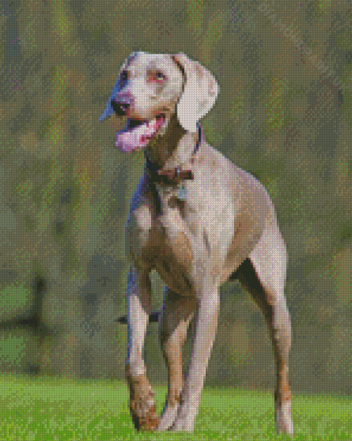 Grey Pointing Dog Diamond Painting