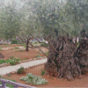 Old Trees In Garden Of Gethsemane Diamond Painting