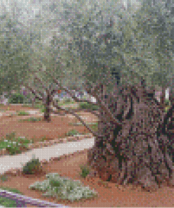 Old Trees In Garden Of Gethsemane Diamond Painting