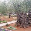 Old Trees In Garden Of Gethsemane Diamond Painting