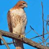 Red Tailed Hawk Bird Diamond Painting