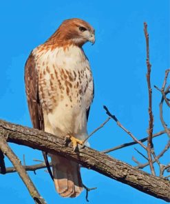 Red Tailed Hawk Bird Diamond Painting