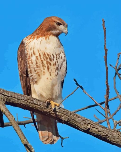 Red Tailed Hawk Bird Diamond Painting