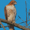 Red Tailed Hawk Bird Diamond Painting