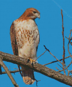 Red Tailed Hawk Bird Diamond Painting