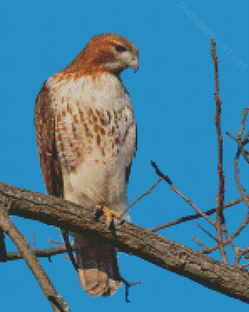 Red Tailed Hawk Bird Diamond Painting