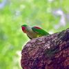 Alexandrine Parakeet Diamond Painting