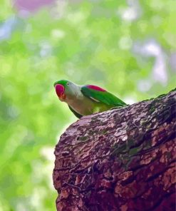 Alexandrine Parakeet Diamond Painting