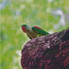 Alexandrine Parakeet Diamond Painting