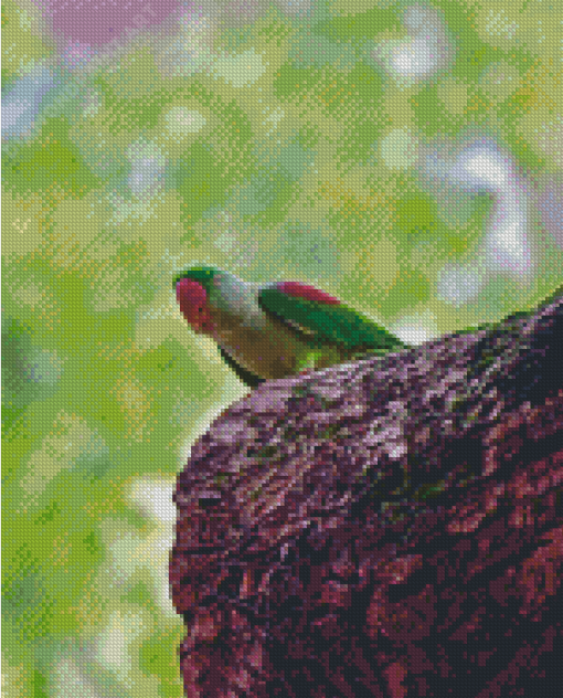 Alexandrine Parakeet Diamond Painting