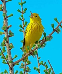 American Yellow Warbler Bird Diamond Painting