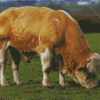 Beige Simmental Cattle Diamond Painting