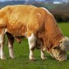 Beige Simmental Cattle Diamond Painting