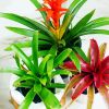 Bromeliad Plant Pots Diamond Painting