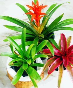 Bromeliad Plant Pots Diamond Painting