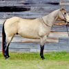 Buckskin Horse Diamond Painting