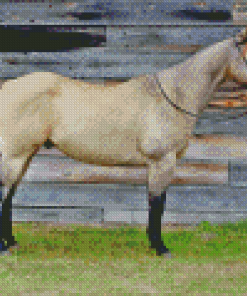 Buckskin Horse Diamond Painting