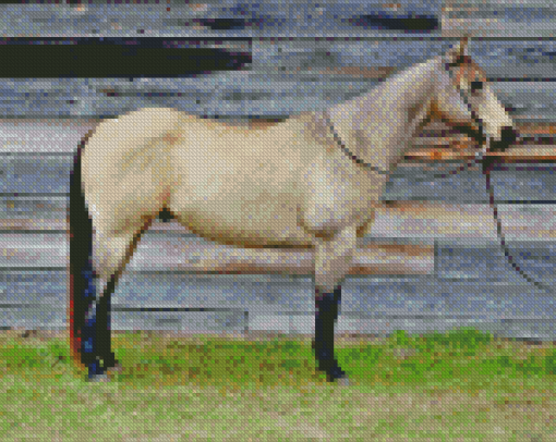 Buckskin Horse Diamond Painting