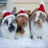 Christmas Bunnies Diamond Painting