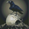 Crow And Skull Diamond Painting