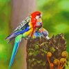 Eastern Rosella Bird Diamond Painting