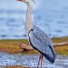 Grey Herron Bird Diamond Painting