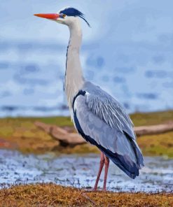 Grey Herron Bird Diamond Painting