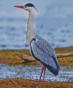 Grey Herron Bird Diamond Painting