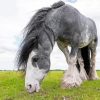 Grey And White Draft Horse Diamond Painting