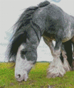 Grey And White Draft Horse Diamond Painting