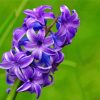 Hyacinth Purple Flowers Diamond Painting