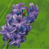 Hyacinth Purple Flowers Diamond Painting