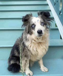 Mini Australian Shepherd Diamond Painting