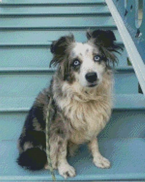 Mini Australian Shepherd Diamond Painting