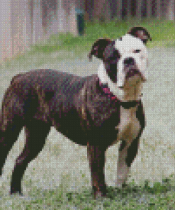 Olde English Bulldogge Diamond Painting