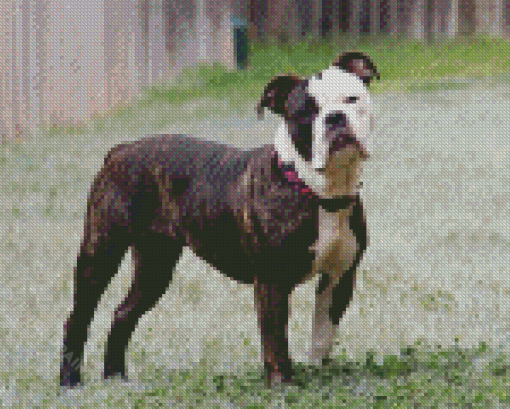 Olde English Bulldogge Diamond Painting