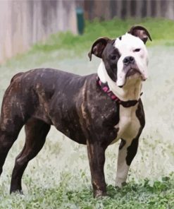 Olde English Bulldogge Diamond Painting