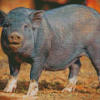 Pot Belly Pig Animal Diamond Painting