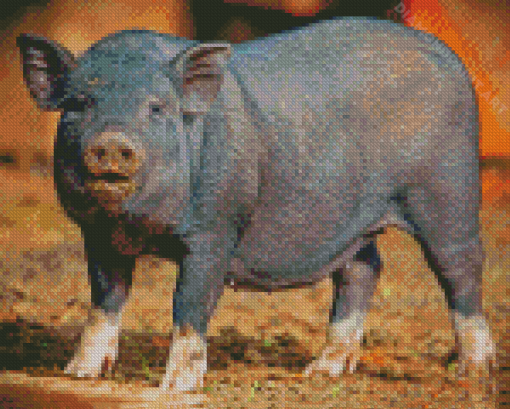 Pot Belly Pig Animal Diamond Painting