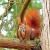 Red Squirrel On A Branch Diamond Painting