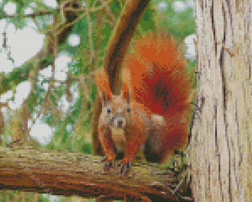 Red Squirrel On A Branch Diamond Painting