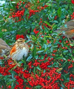 Redwing Birds Diamond Painting