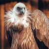 The Himalayan Vulture Bird Diamond Painting