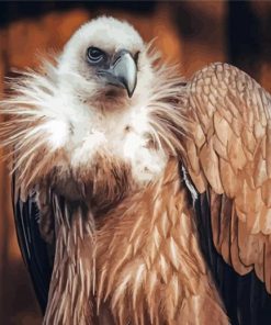 The Himalayan Vulture Bird Diamond Painting