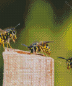 Three Yellowjackets Diamond Painting