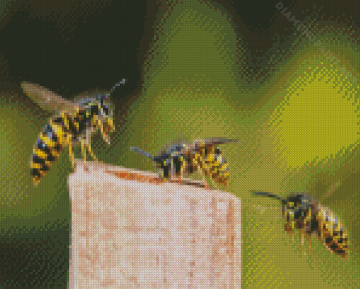 Three Yellowjackets Diamond Painting