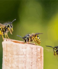 Three Yellowjackets Diamond Painting