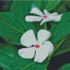 White Periwinkles Diamond Painting