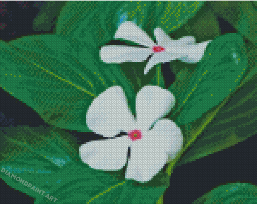 White Periwinkles Diamond Painting