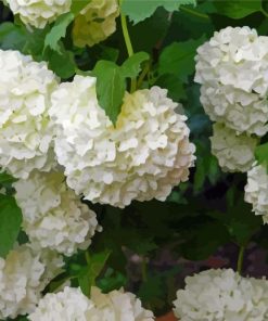 White Hydrangeas Flowering Diamond Painting